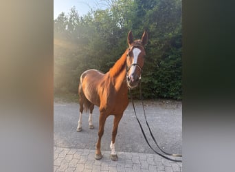 Hannoveraner, Stute, 6 Jahre, Fuchs