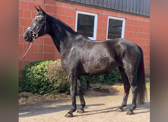 Hannoveraner, Stute, 6 Jahre, Rappe