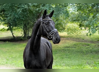 Hannoveraner, Stute, 6 Jahre, Rappe