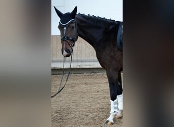 Hannoveraner, Stute, 6 Jahre