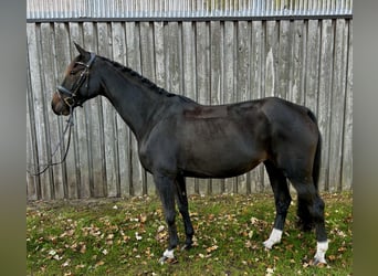 Hannoveraner, Stute, 7 Jahre, 155 cm, Schwarzbrauner