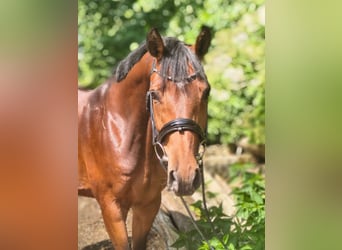 Hannoveraner, Stute, 7 Jahre, 158 cm, Brauner