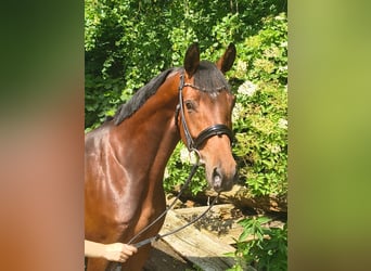 Hannoveraner, Stute, 7 Jahre, 158 cm, Brauner
