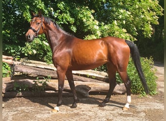 Hannoveraner, Stute, 7 Jahre, 158 cm, Brauner