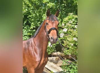 Hannoveraner, Stute, 7 Jahre, 158 cm, Brauner