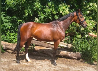 Hannoveraner, Stute, 7 Jahre, 158 cm, Brauner