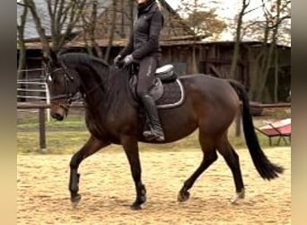 Hannoveraner, Stute, 7 Jahre, 160 cm, Dunkelbrauner