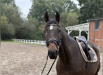 Hannoveraner, Stute, 7 Jahre, 160 cm, Dunkelbrauner