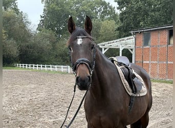 Hannoveraner, Stute, 7 Jahre, 160 cm, Dunkelbrauner