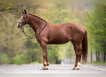 Hannoveraner, Stute, 7 Jahre, 163 cm