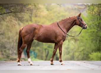 Hannoveraner, Stute, 7 Jahre, 163 cm