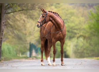 Hannoveraner, Stute, 7 Jahre, 163 cm