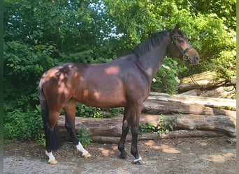 Hannoveraner, Stute, 7 Jahre, 163 cm, Dunkelbrauner