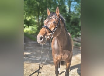 Hannoveraner, Stute, 7 Jahre, 163 cm, Dunkelbrauner