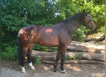 Hannoveraner, Stute, 7 Jahre, 163 cm, Dunkelbrauner