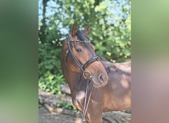 Hannoveraner, Stute, 7 Jahre, 163 cm, Dunkelbrauner