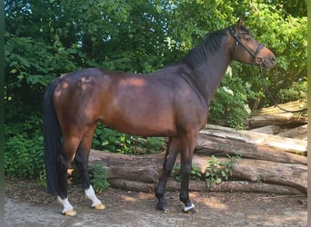Hannoveraner, Stute, 7 Jahre, 163 cm, Dunkelbrauner