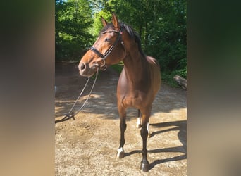 Hannoveraner, Stute, 7 Jahre, 163 cm, Dunkelbrauner