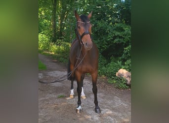 Hannoveraner, Stute, 7 Jahre, 163 cm, Dunkelbrauner