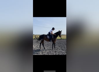 Hannoveraner, Stute, 7 Jahre, 163 cm, Dunkelbrauner