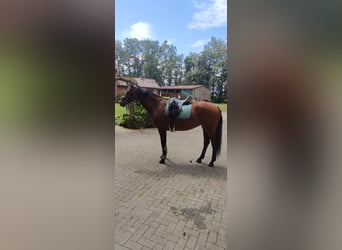 Hannoveraner, Stute, 7 Jahre, 164 cm, Brauner