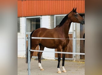 Hannoveraner, Stute, 7 Jahre, 164 cm, Brauner