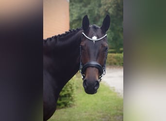 Hannoveraner, Stute, 7 Jahre, 164 cm, Dunkelbrauner