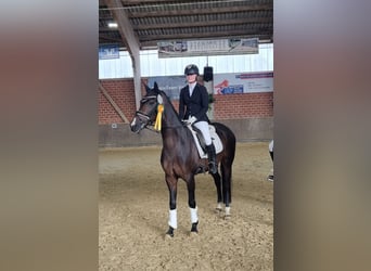 Hannoveraner, Stute, 7 Jahre, 164 cm, Dunkelbrauner