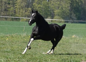 Hannoveraner, Stute, 7 Jahre, 164 cm, Rappe