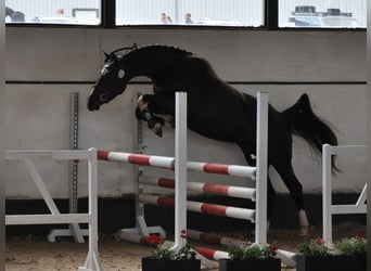 Hannoveraner, Stute, 7 Jahre, 164 cm, Rappe