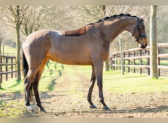 Hannoveraner, Stute, 7 Jahre, 164 cm, Rotbrauner
