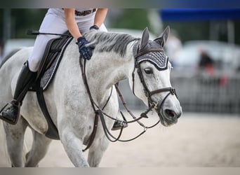 Hannoveraner, Stute, 7 Jahre, 164 cm, Schimmel