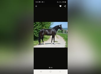 Hannoveraner, Stute, 7 Jahre, 164 cm, Schwarzbrauner