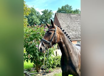 Hannoveraner, Stute, 7 Jahre, 165 cm, Brauner