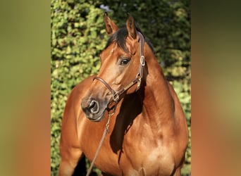 Hannoveraner, Stute, 7 Jahre, 165 cm, Brauner