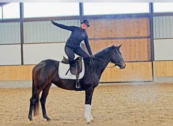 Hannoveraner, Stute, 7 Jahre, 165 cm, Dunkelbrauner