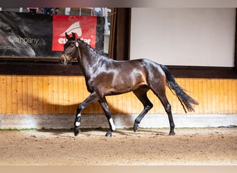 Hannoveraner, Stute, 7 Jahre, 165 cm, Dunkelbrauner