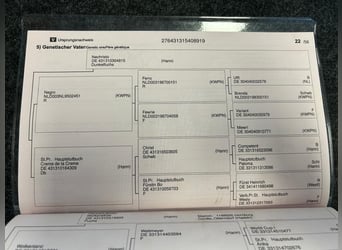 Hannoveraner, Stute, 7 Jahre, 165 cm, Fuchs