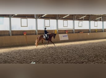 Hannoveraner, Stute, 7 Jahre, 165 cm, Fuchs