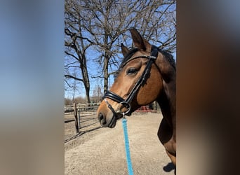 Hannoveraner, Stute, 7 Jahre, 166 cm, Brauner