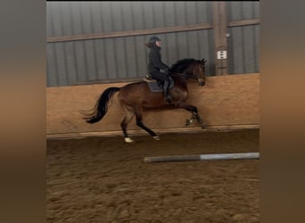 Hannoveraner, Stute, 7 Jahre, 166 cm, Brauner
