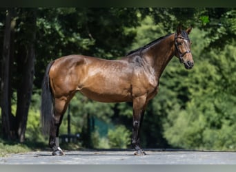Hannoveraner, Stute, 7 Jahre, 166 cm, Brauner