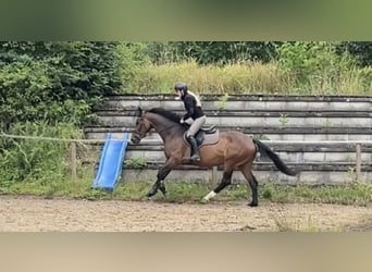 Hannoveraner, Stute, 7 Jahre, 166 cm, Brauner