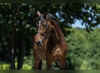 Hannoveraner, Stute, 7 Jahre, 166 cm, Brauner