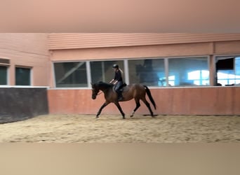 Hannoveraner, Stute, 7 Jahre, 166 cm, Brauner