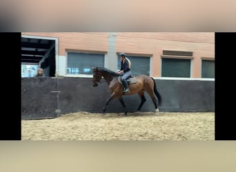 Hannoveraner, Stute, 7 Jahre, 166 cm, Brauner