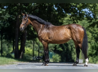 Hannoveraner, Stute, 7 Jahre, 166 cm, Brauner