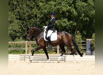 Hannoveraner, Stute, 7 Jahre, 166 cm, Dunkelbrauner