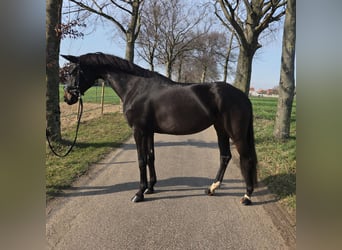 Hannoveraner, Stute, 7 Jahre, 166 cm, Dunkelbrauner