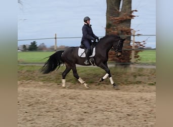 Hannoveraner, Stute, 7 Jahre, 166 cm, Dunkelbrauner